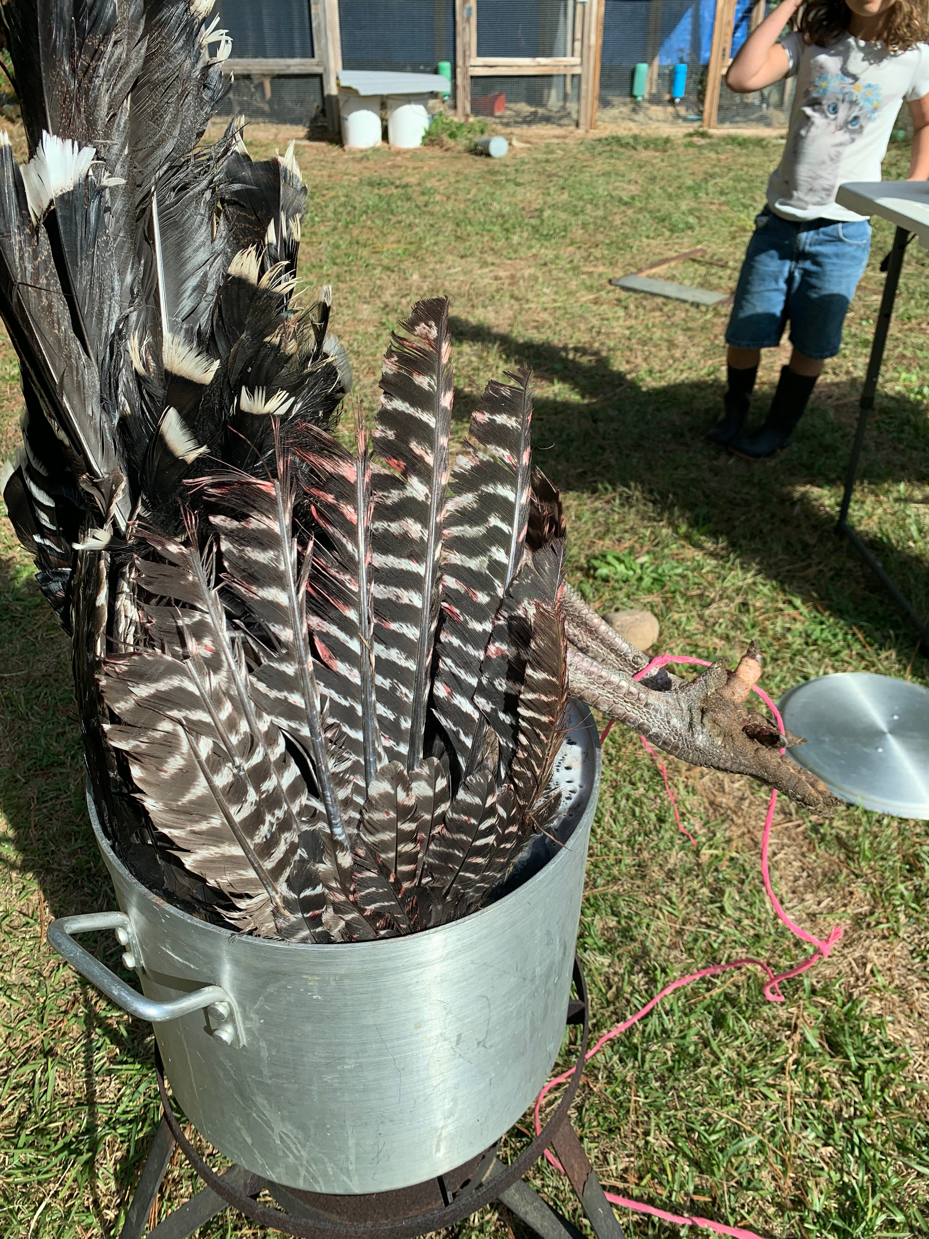 turkeys